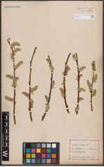 Foto von Salix caprea L.